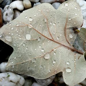 herfstblad op stenen met druppels