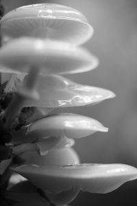 paddenstoelen monochrome