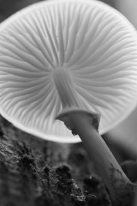 paddenstoel monochrome