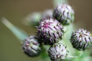 macrofoto paarse bloemknoppen