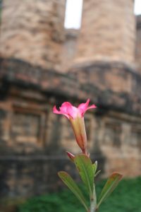 rozen bloem tempel