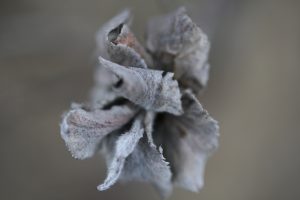 macrofoto gedroogde bloem herfst