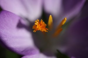 macrofoto stamper paarse bloem