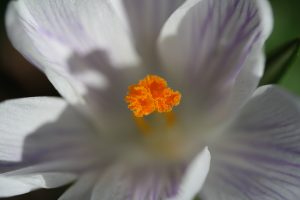 macrofoto stamper witte bloem