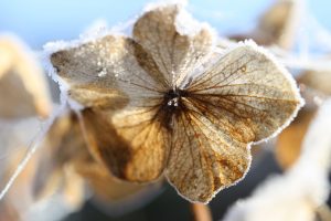 macrofoto gedroogde hortensia sneeuw