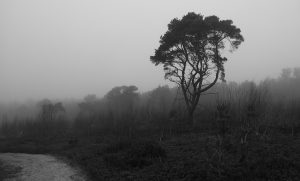 mist natuur ochtend monochrome