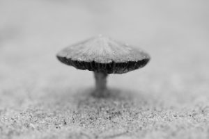 macrofoto paddenstoel monochrome