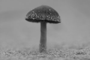 macrofoto paddenstoel