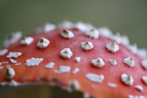 paddenstoel rood witte stippen macrofoto