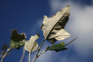 foto zilveren blad blauwe lucht