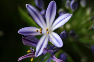 macrofotografie blauwe bloem