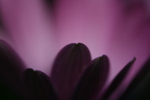 macrofotografie paarse bloemblaadjes