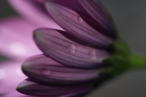 macrofoto paarse bloemblaadjes