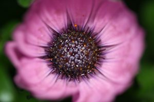 macrofotografie paarse bloem