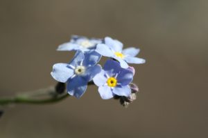 blauwe bloemetjes