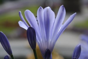 blauwe bloem detailfoto
