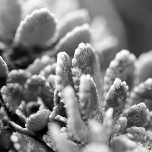macrofoto plant met ijs