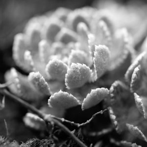 macrofoto plant met ijs