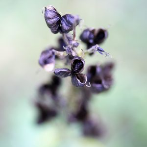 paarse gedroogde bloemetjes