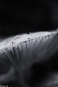 macrofotografie paddenstoel